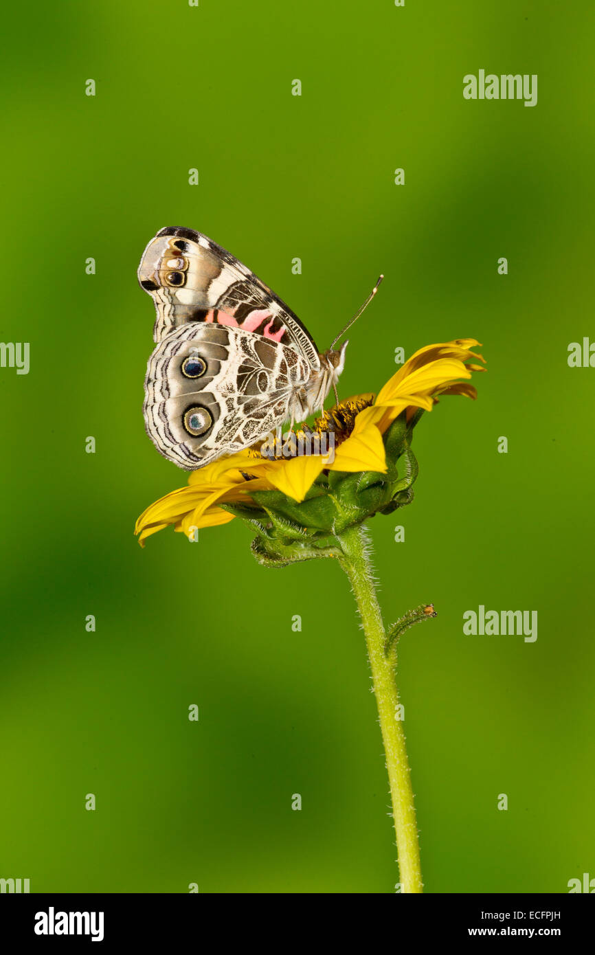 Painted lady butterfly Stock Photo
