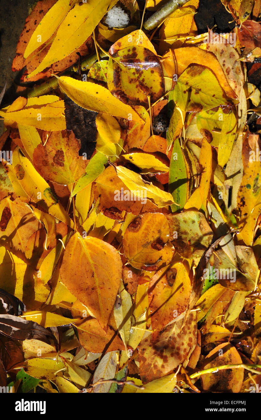The background of the fallen autumn leaves. A carpet of bright leaves in October under your feet. Stock Photo