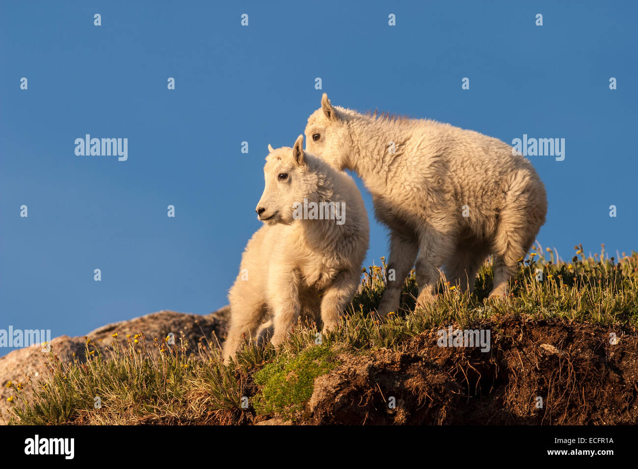 Mountain goat babies Stock Photo