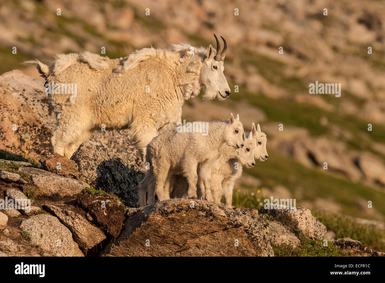 Mountain goat babies Stock Photo