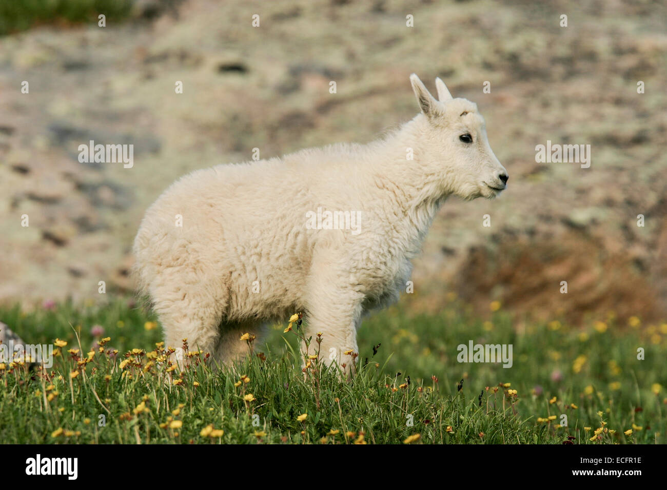 Mountain goat babies Stock Photo