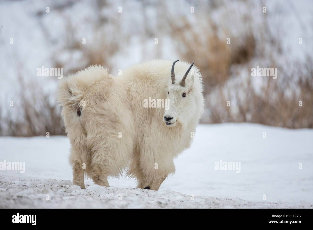 Mountain sales winter coats