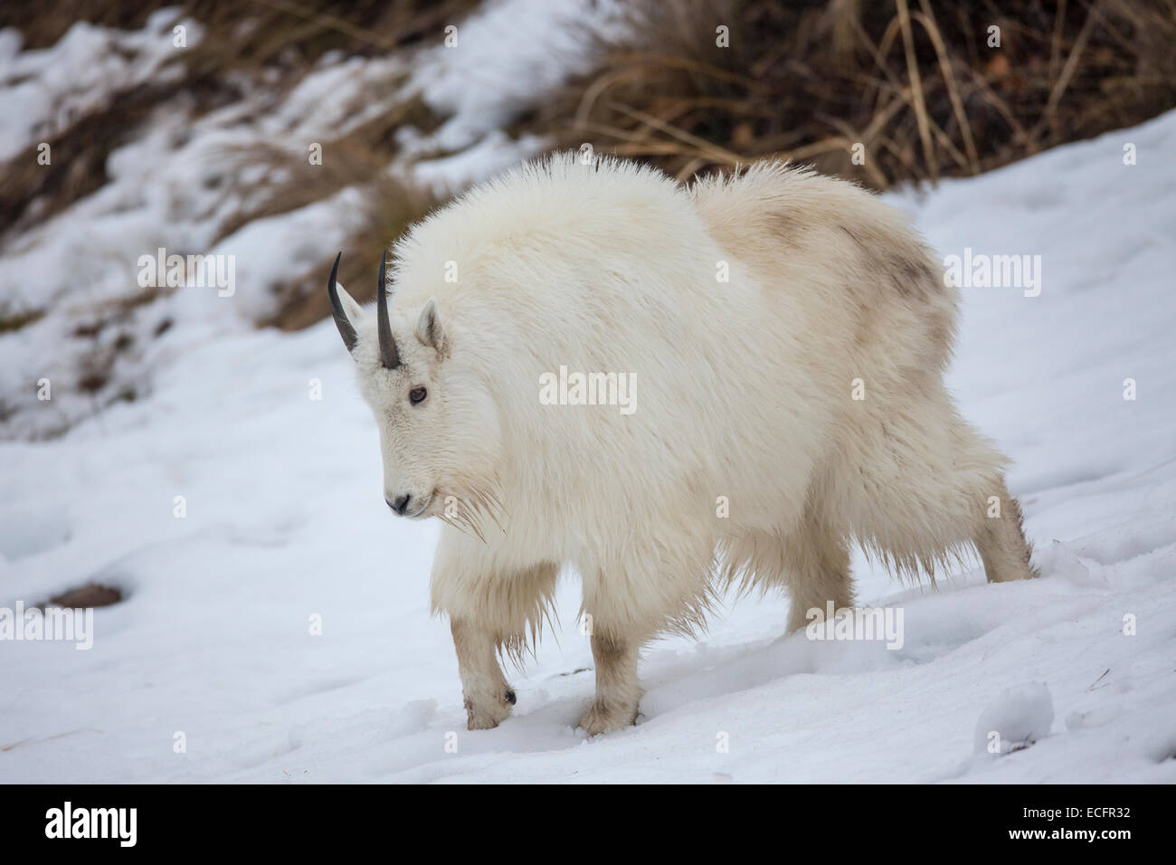 Mountain goat in winter coats in Wyoming Stock Photo Alamy