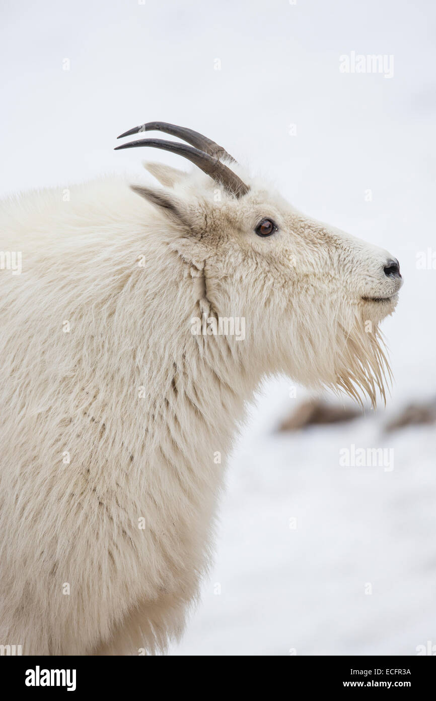 Mountain goat in winter coat in Wyoming Stock Photo