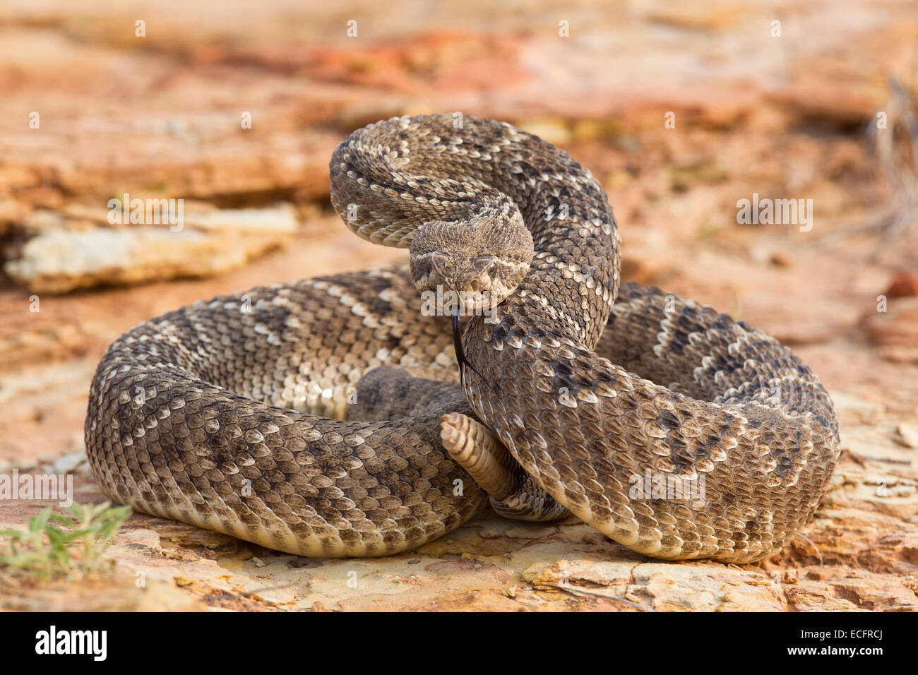 rattlesnake strike pose