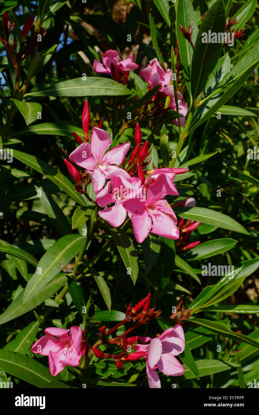 pink blooming flowers in corfu, greece Stock Photo Alamy