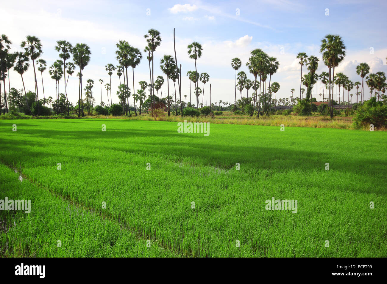Green Rice Field with the palm tree background Stock Photo - Alamy