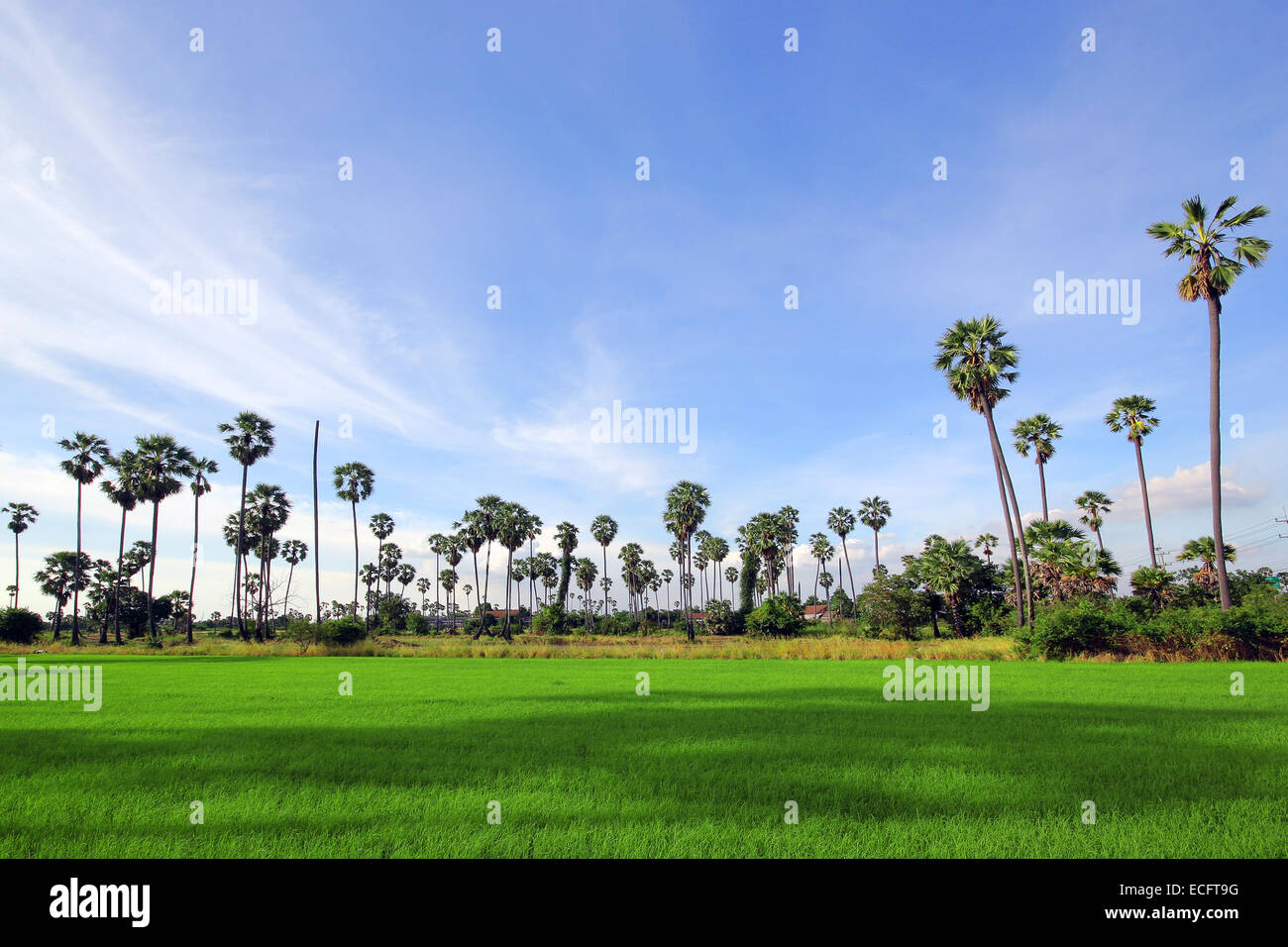 Green Rice Field with the palm tree background Stock Photo - Alamy