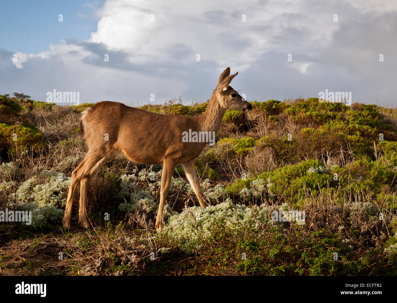 CA02472-00...CALIFORNIA - Mule deer on a coastal headland in Point Lobos State Reserve. Stock Photo