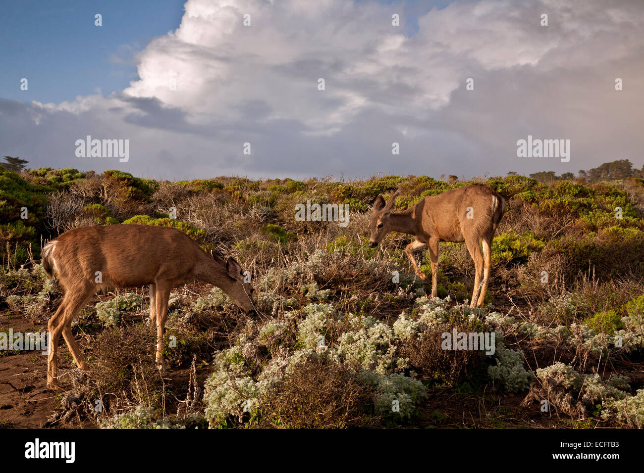 CA02473-00...CALIFORNIA - Mule deer on a coastal headland in Point Lobos State Reserve. Stock Photo