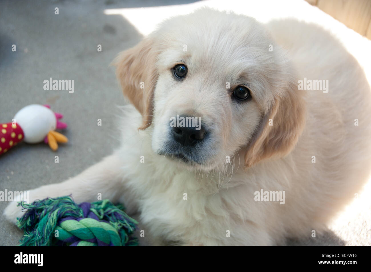 Golden Retriever puppy lying with his favourite toys in the sun Stock ...