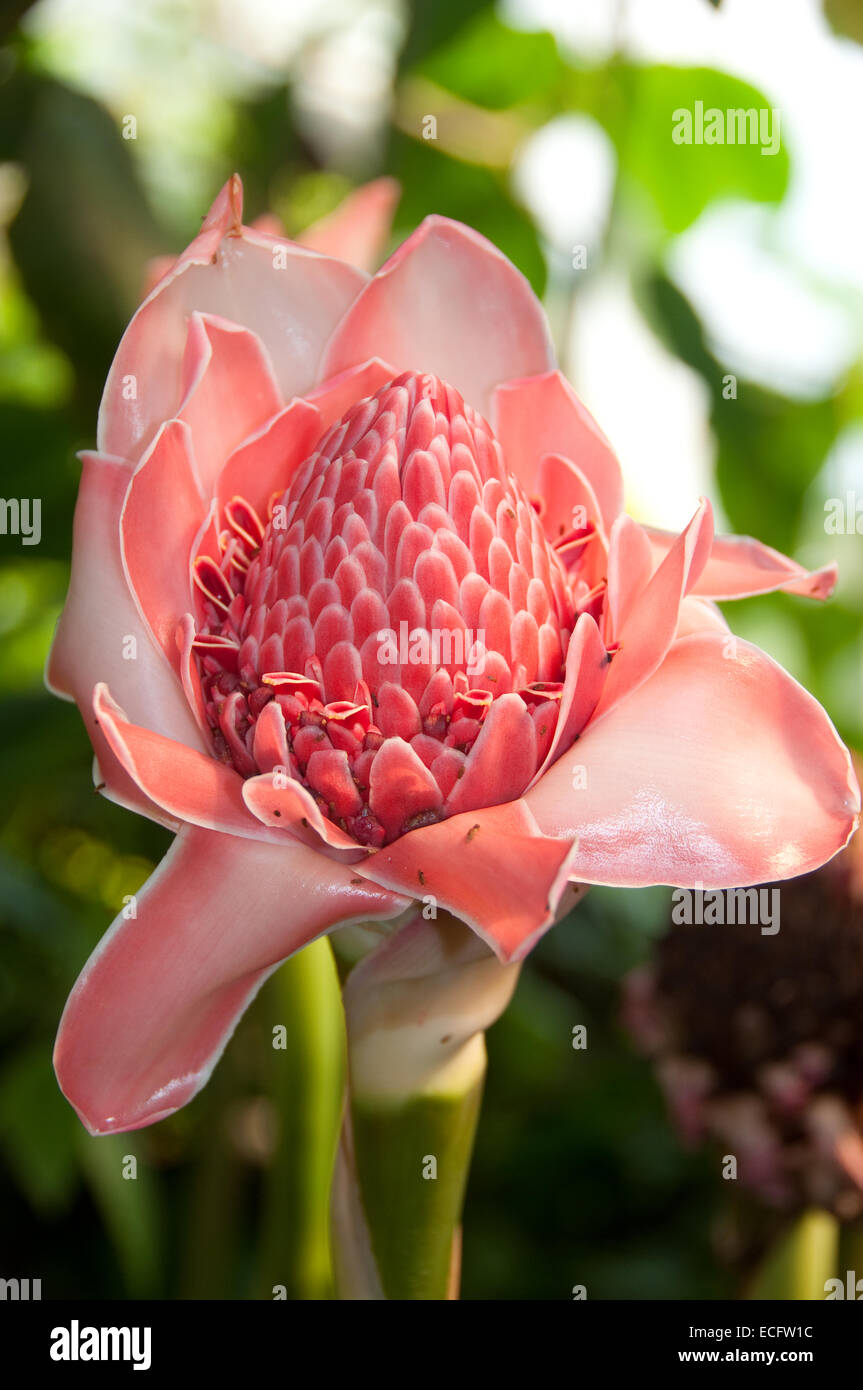 Open flower of a Pink Torch Ginger plant, photographed at the Eden Project in Cornwall. Stock Photo