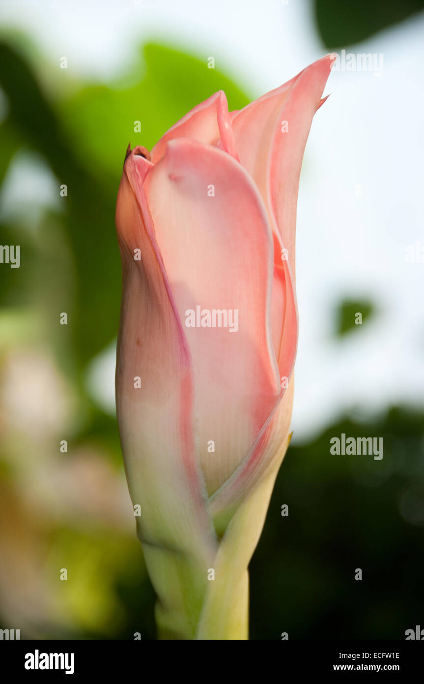 A slightly open Pink Torch Ginger flower, photographed at the Eden Project in Cornwall, UK Stock Photo