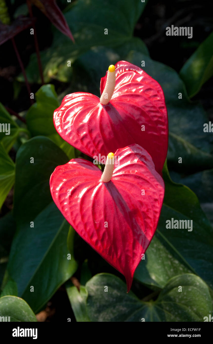 Red, heart shaped flowers called Anthurium, also known as the Flamingo Flower.  Photographed at the Eden Project in Cornwall. Stock Photo
