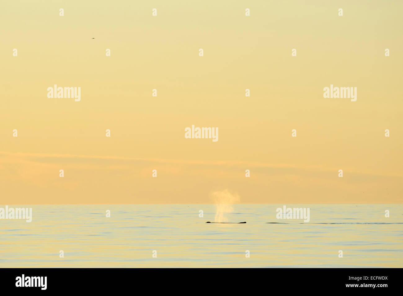 Humpback whale (Megaptera novaeangliae) in midnight sun, Skjálfandi Bay ...