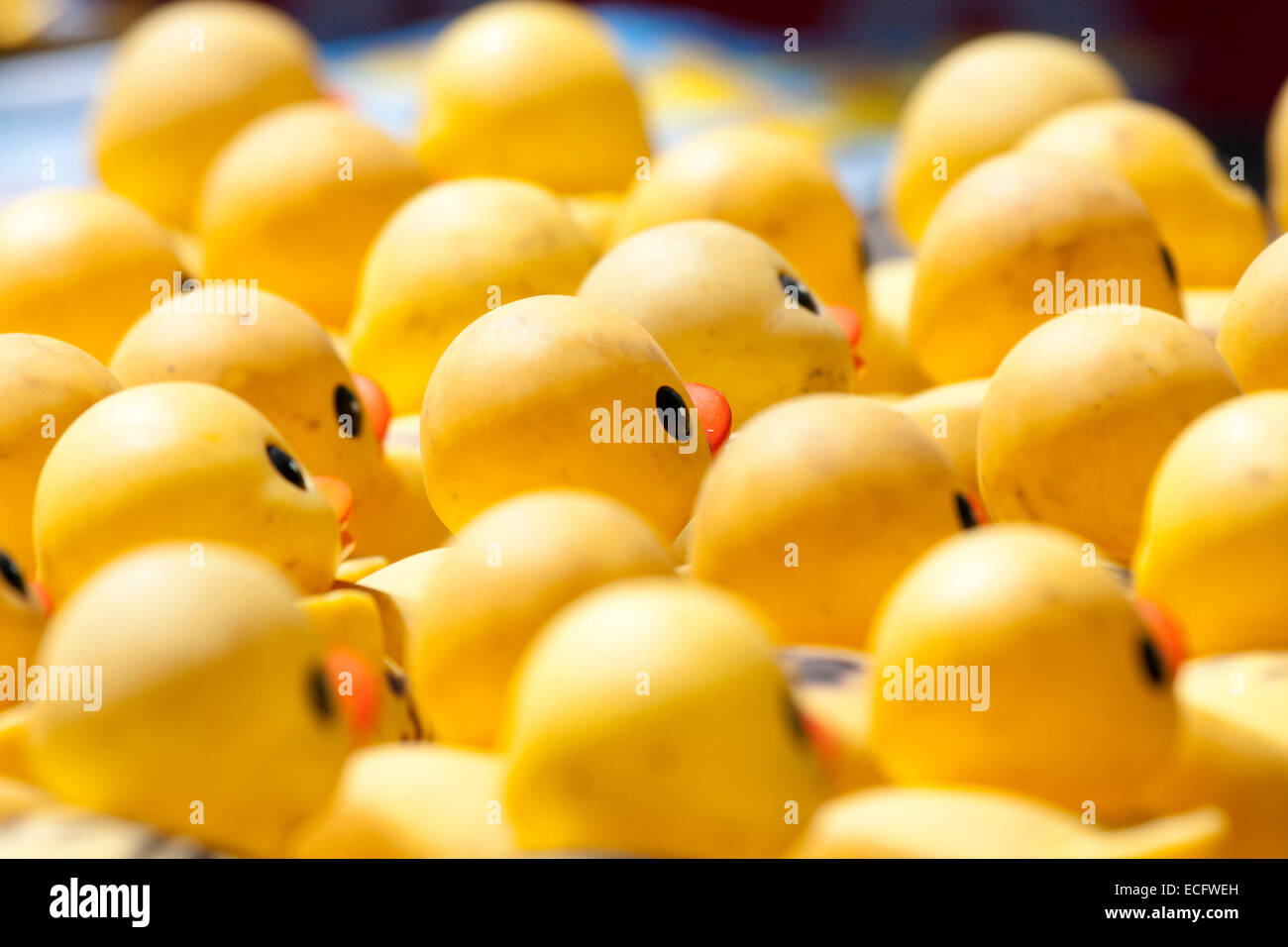 Rubber ducks lined up as part of a fundraiser in Menomonee Falls WI Stock Photo