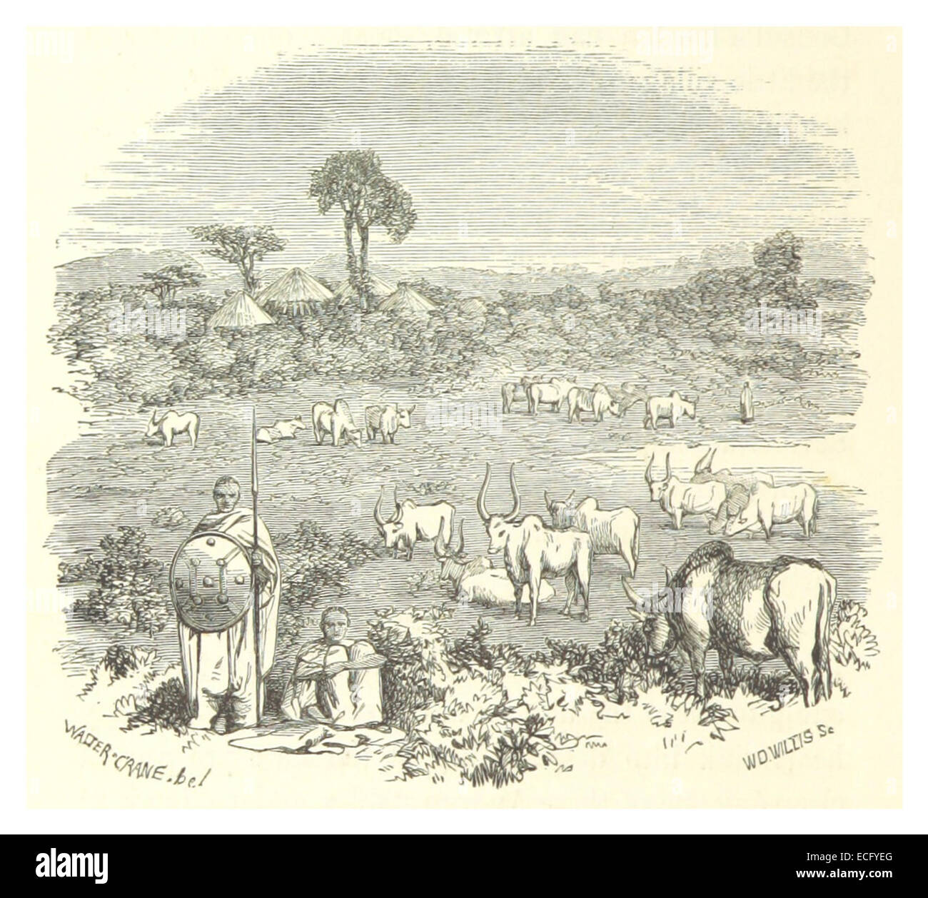 An 1862 illustration by Stern, depicting Abyssinian large horned cattle ...