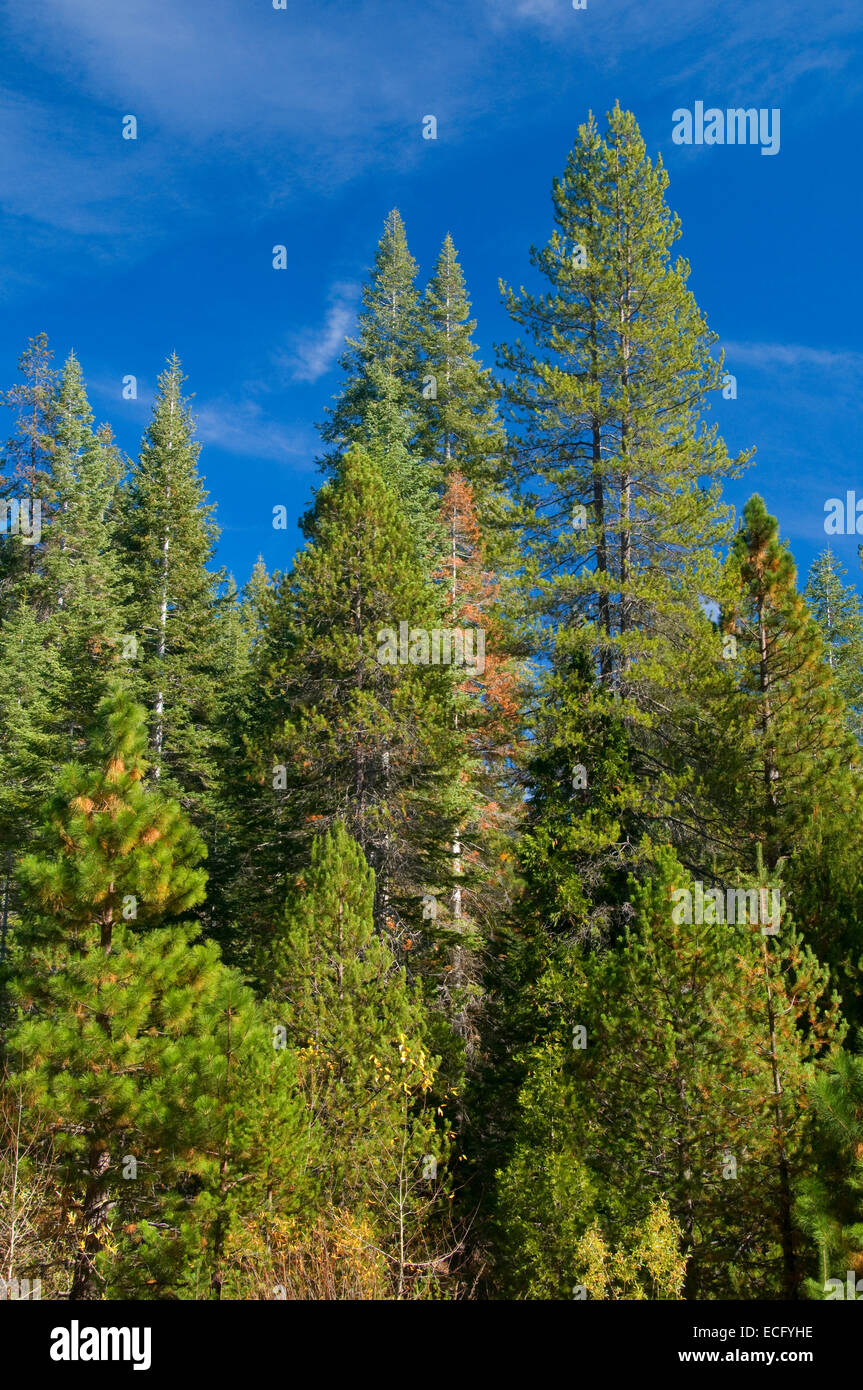 Forest at Soquel Campground, Sierra Vista National Scenic Byway, Sierra