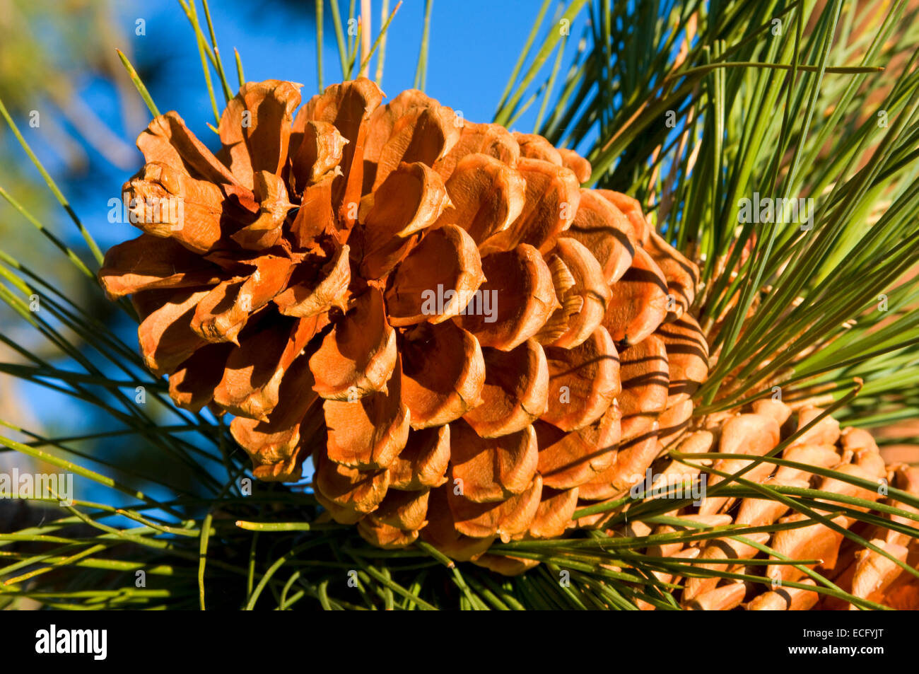 Sequoia pine cone hires stock photography and images Alamy
