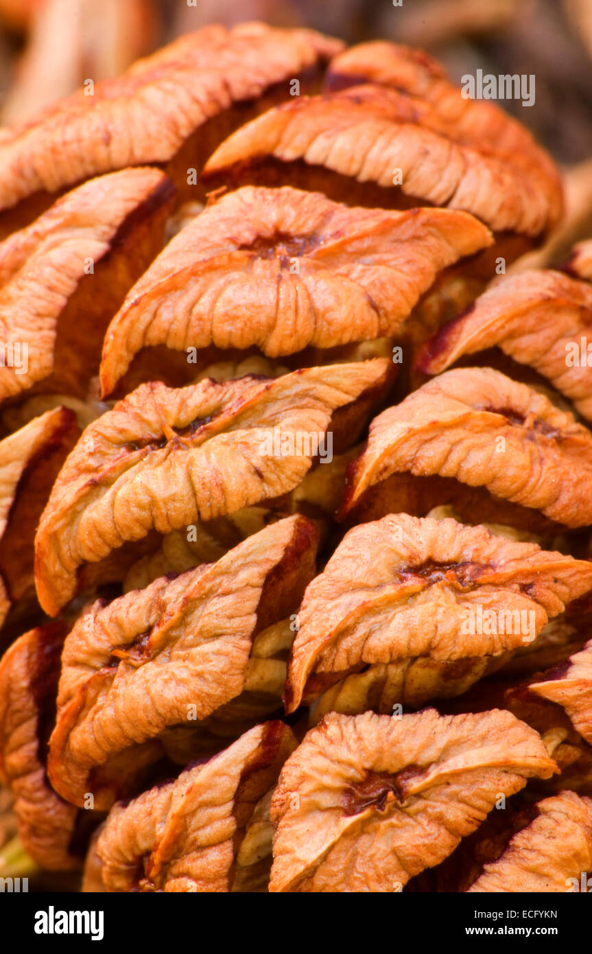 Sequoia (Sequoia sempervirens) cone at Bearskin Grove, Sequoia National Monument, California Stock Photo