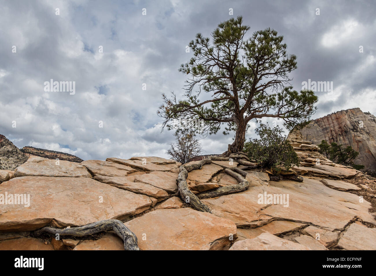 alone tree with long roots growing on rocky arid terrain on top of a