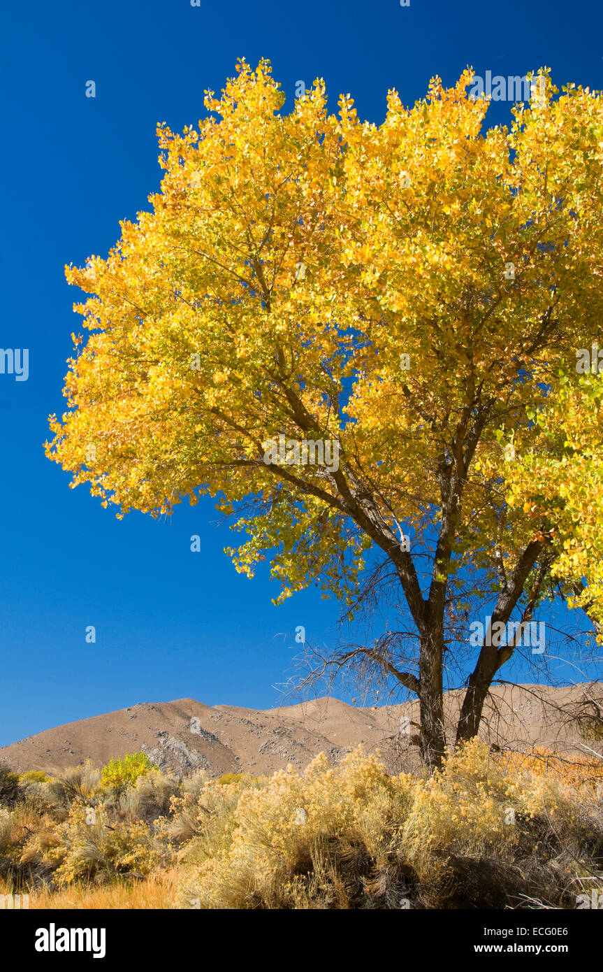 Cottonwood, Kern River Preserve, California Stock Photo Alamy