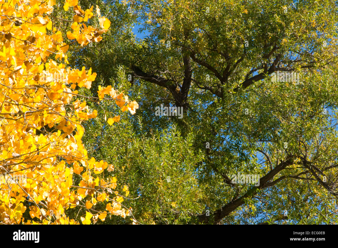 CottonwoodWillow forest, Kern River Preserve, California Stock Photo