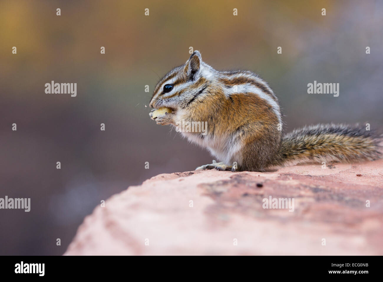 cute small chipmunk standing on a sandstone rock in north america Stock Photo