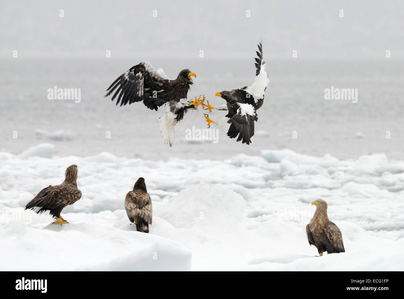 White shouldered eagles hi-res stock photography and images - Alamy