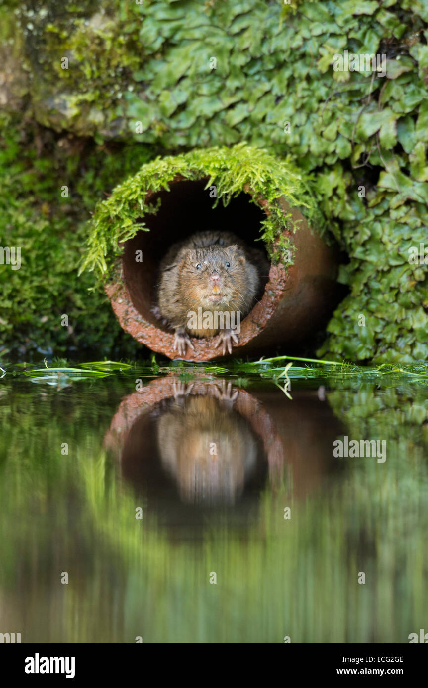 Water vole (Arvicola amphibius) in drainage pipe, Kent, England, UK