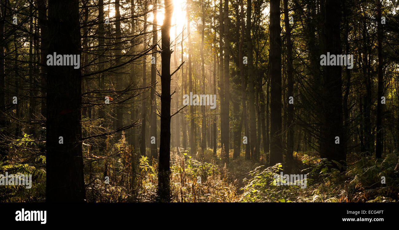 Sunlight filtering through trees in a Warwickshire wood, UK Stock Photo