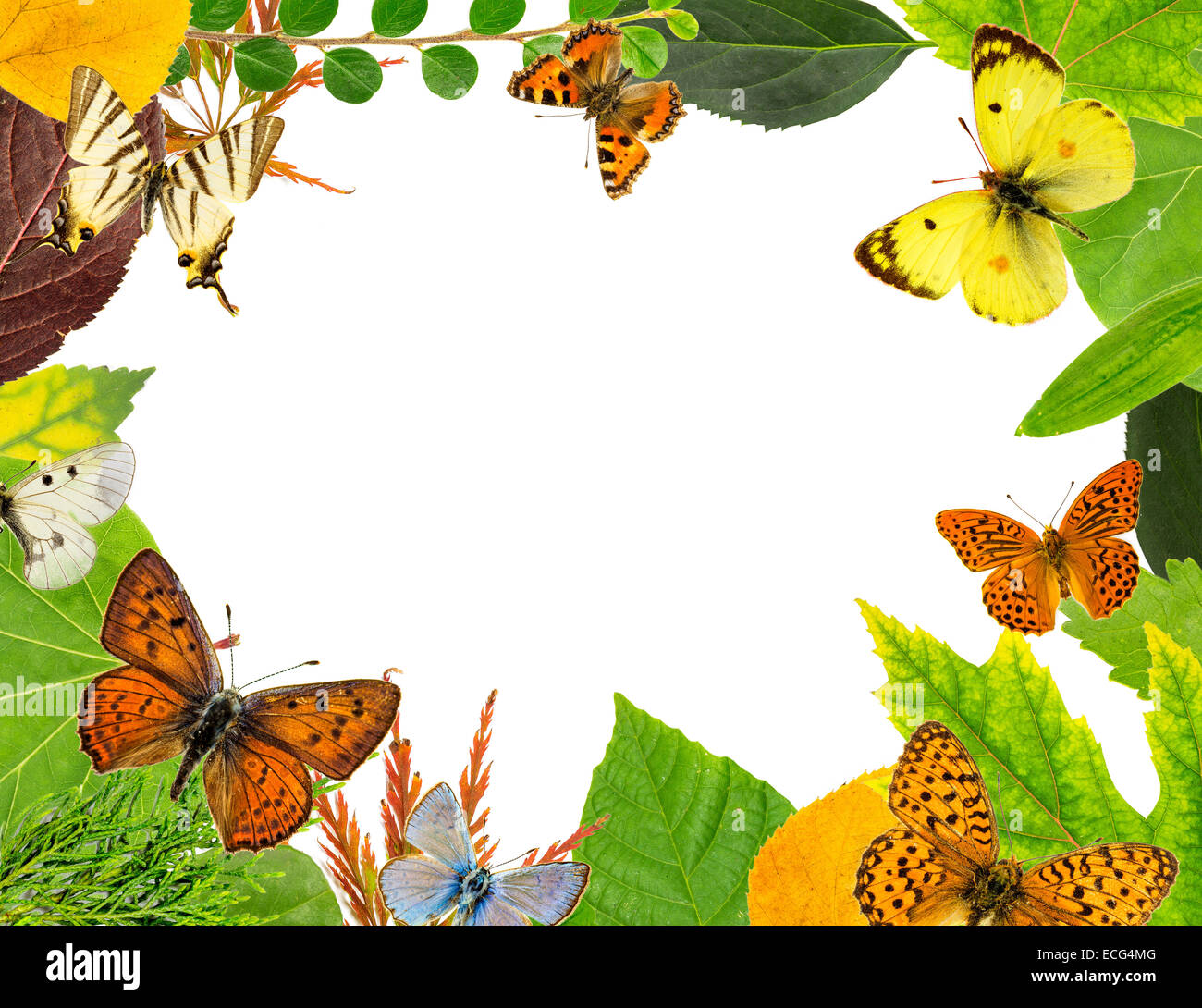 Leaves and butterflies Stock Photo - Alamy