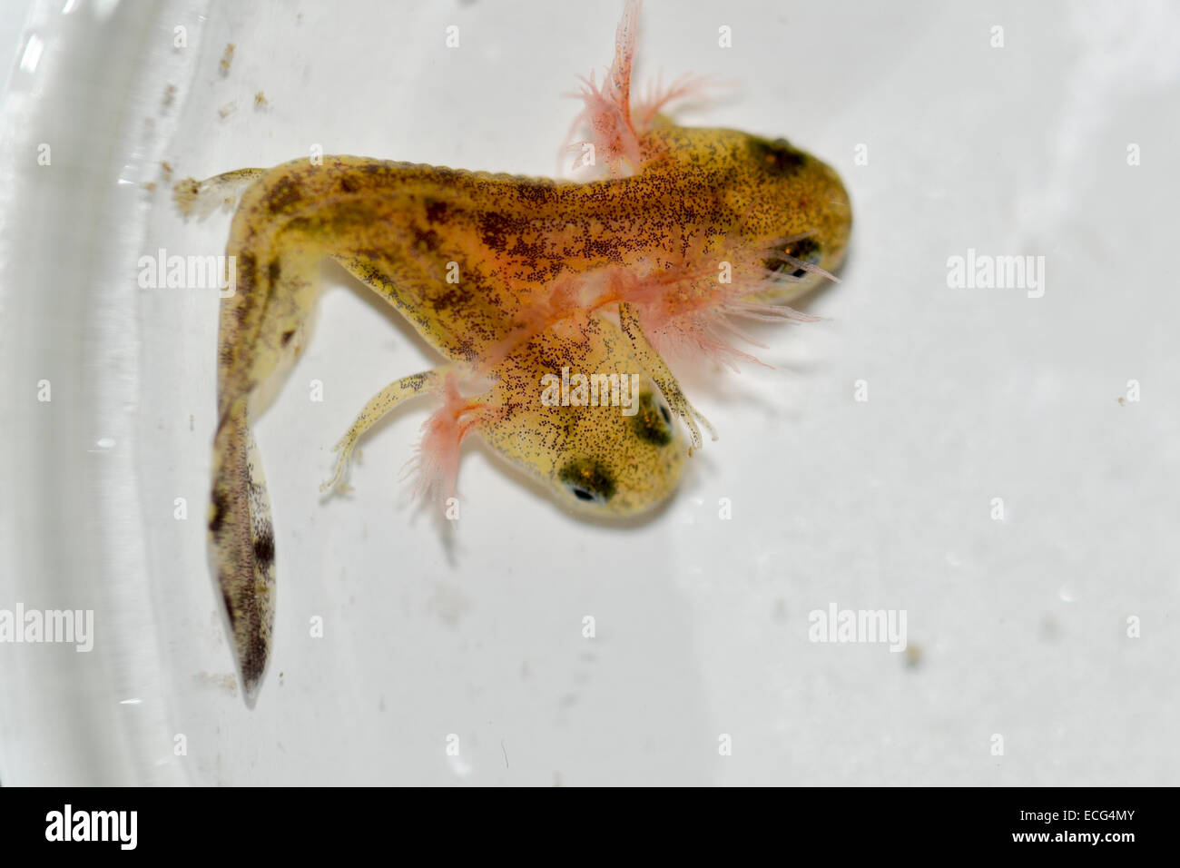 Two-headed Near Eastern fire salamander (Salamandra infraimmaculata) tadpole that was born last week in a community ecology lab at the University of Haifa, Israel.both heads of the tadpole are moving, but only one has been observed snapping up insect larvae. Stock Photo