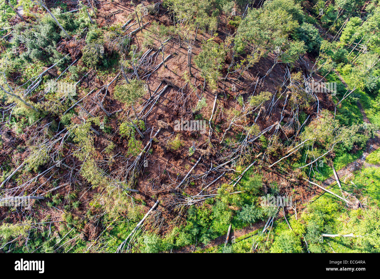 Storm damage in Schellenberger forest, above the Baldeneysee, caused by a heavy storm Ela, over the Rhine-Ruhr area, Stock Photo