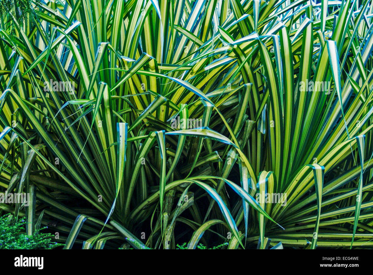 Tropical Green and Yellow plant. Photographed in the Rain forest of Costa Rica Stock Photo