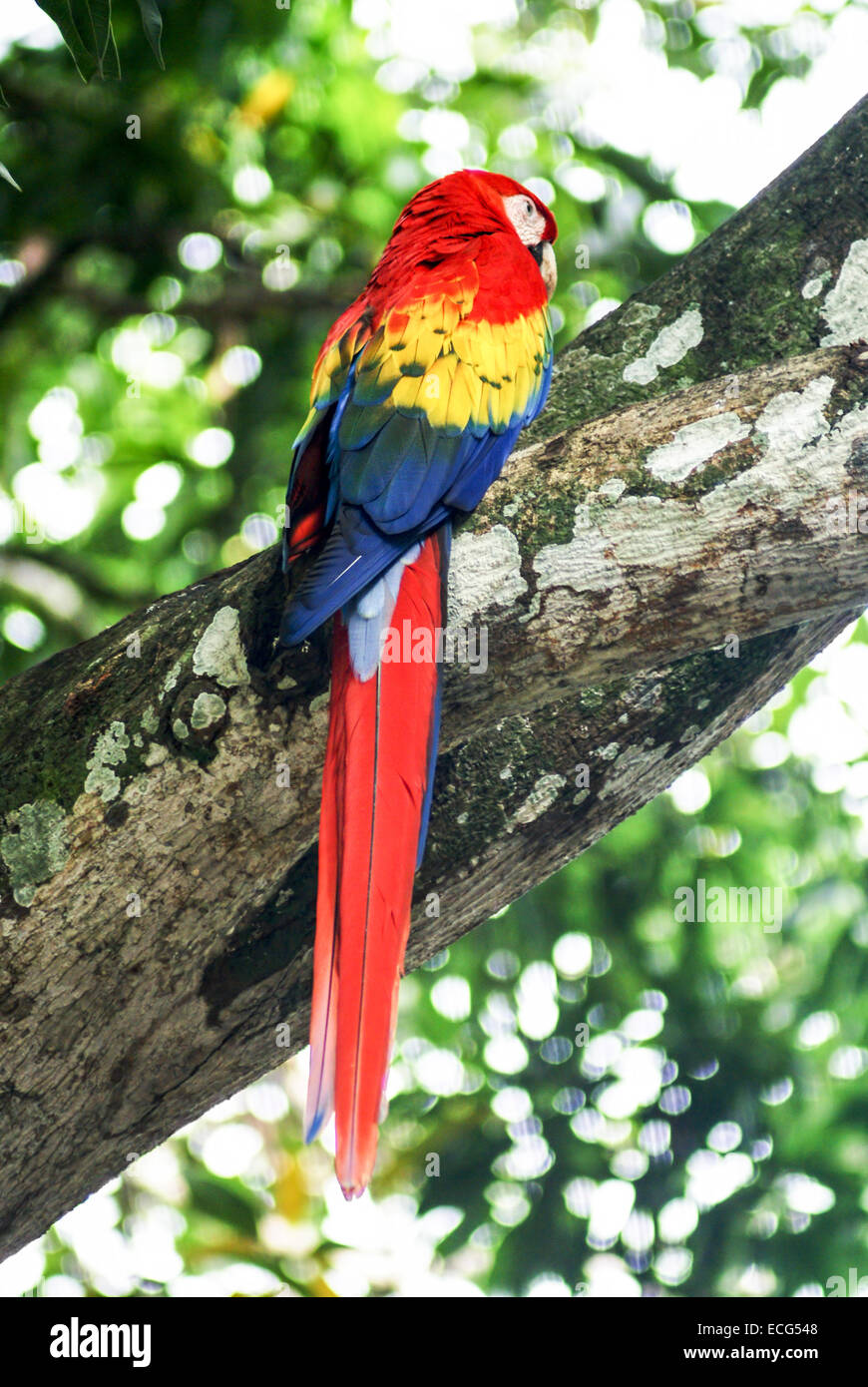 Colourful scarlet macaw (Ara macao) Parrot. Photographed in the Rain forest of Costa Rica Stock Photo