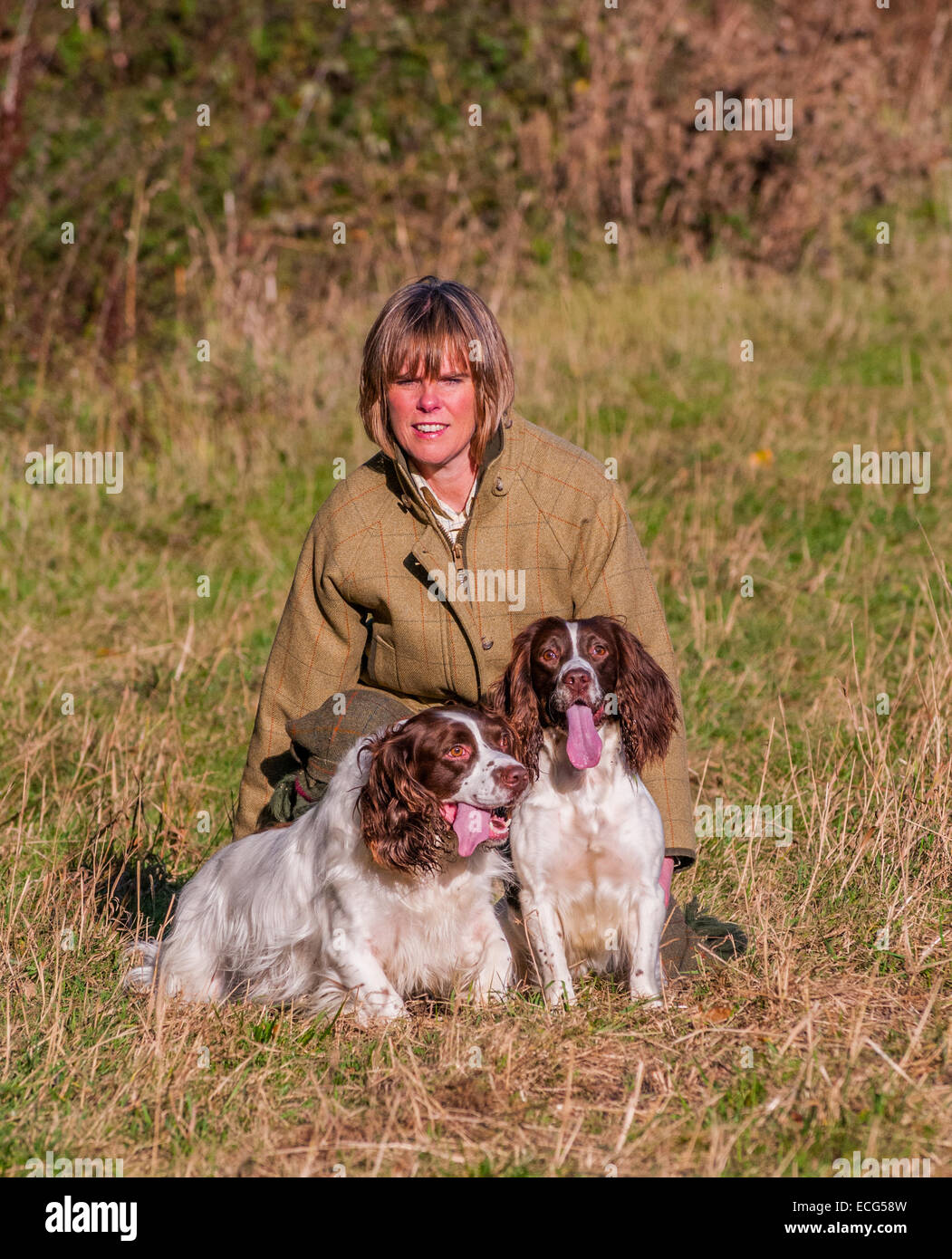 A woman in tradition tweed coat with two English Springer Spaniel Stock Photo