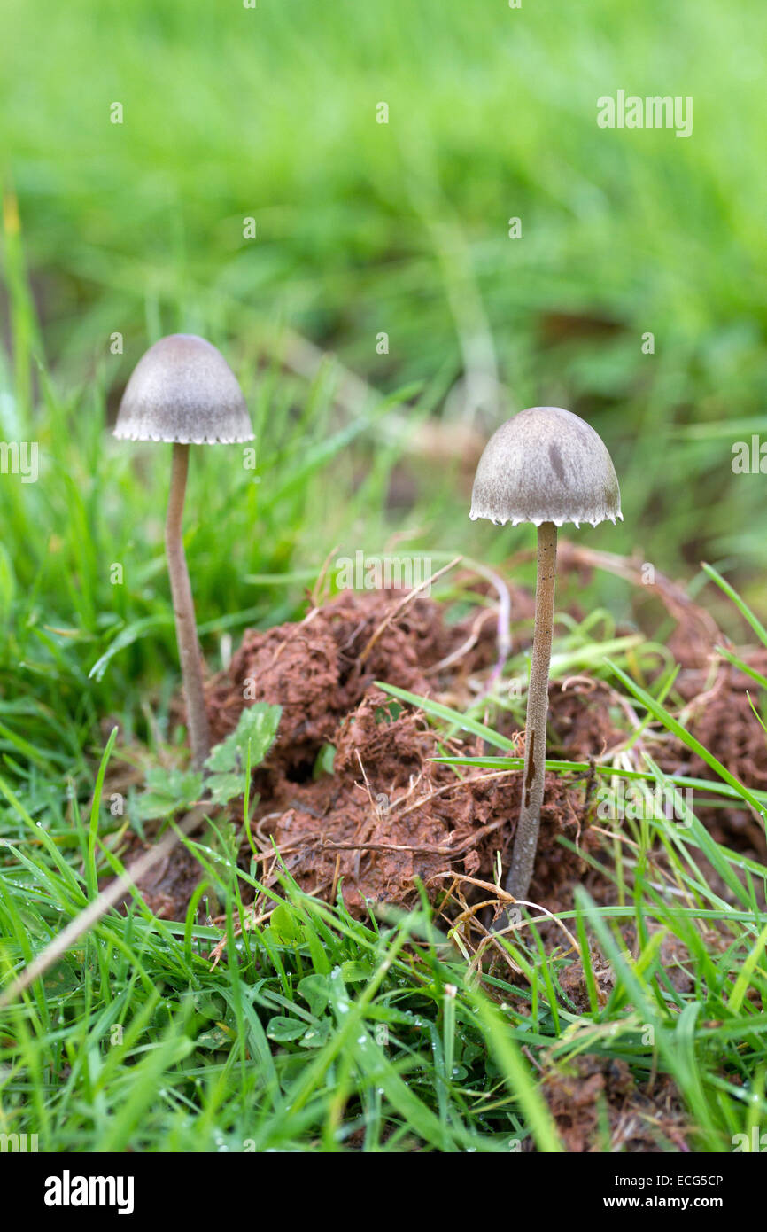 Panaeolus sphinctrinus fungi mushroom growing in animal dung Stock Photo