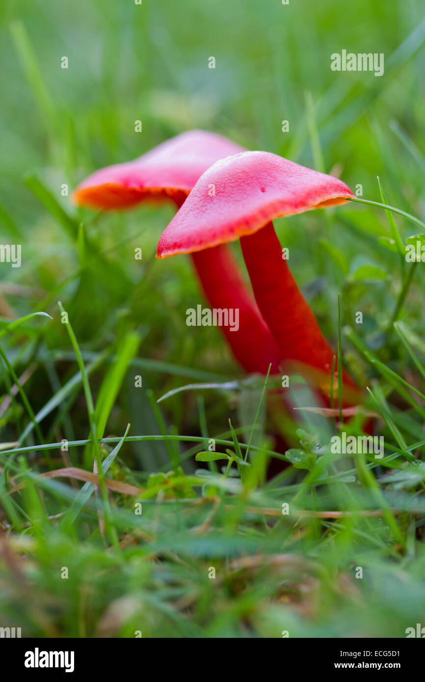 Scarlet Waxy Cap mushroom found in the Quantock Hills, UK Stock Photo