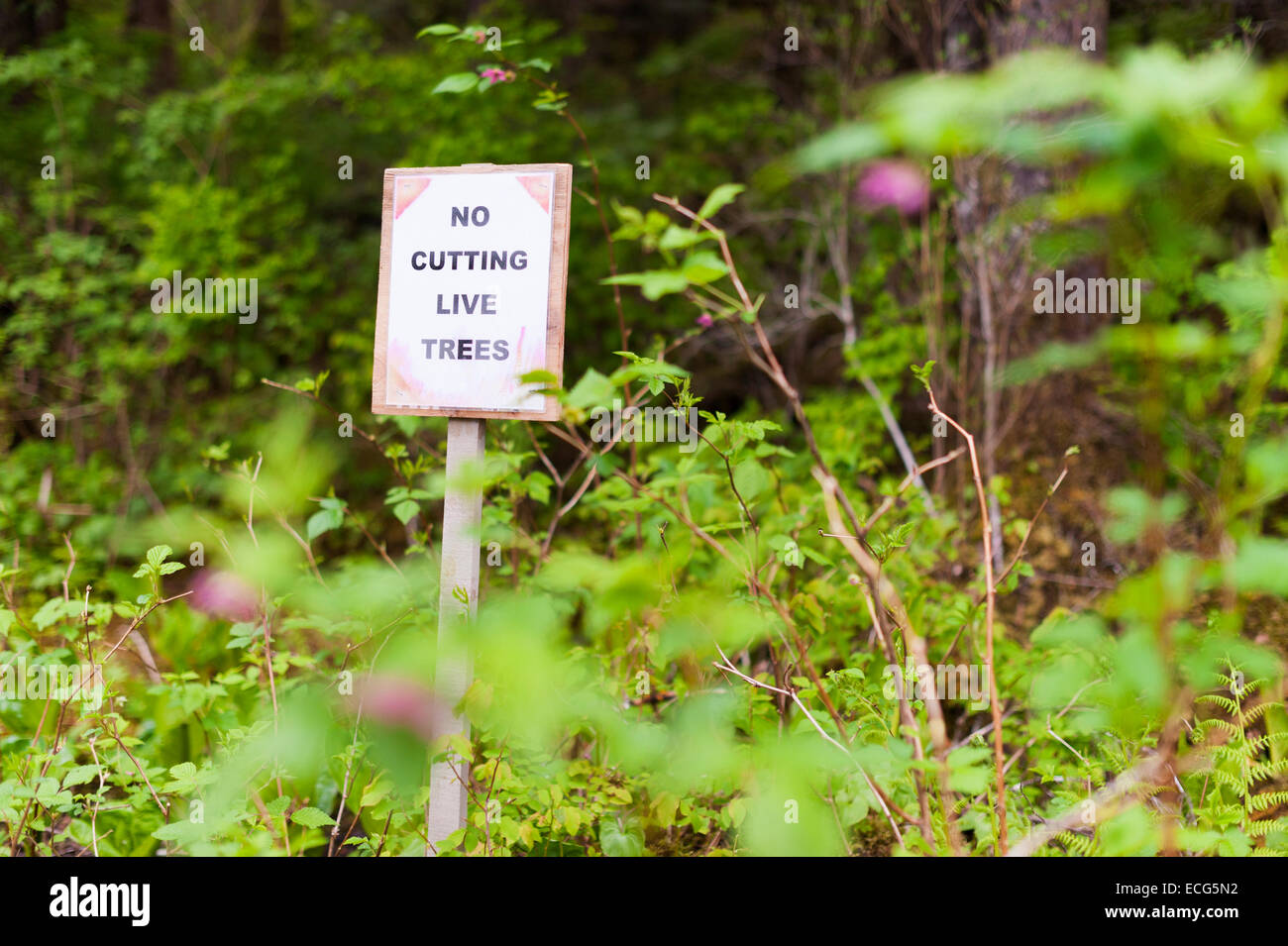 No Cutting Trees High Resolution Stock Photography and Images Alamy