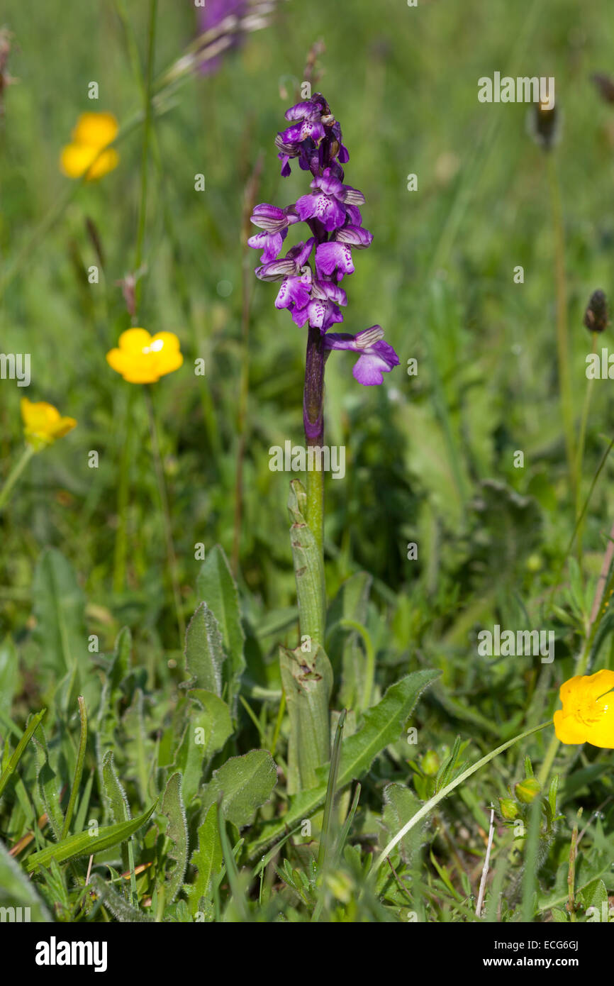 The green-winged orchid (anacamptis morio) in Kenfig Nature Reserve, Wales Stock Photo