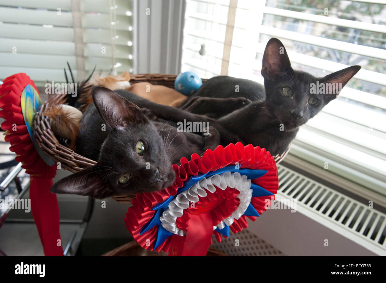 Pedigree Black Oriental siamese kittens, four months old. With best in show rosettes won by their mother. In basket. Stock Photo