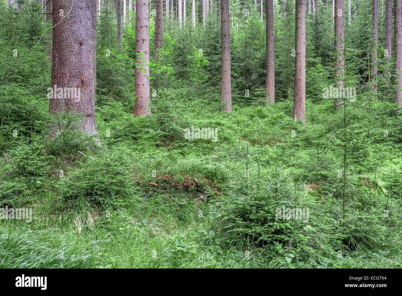 Lush green northern european spruce forest in the late spring Stock Photo