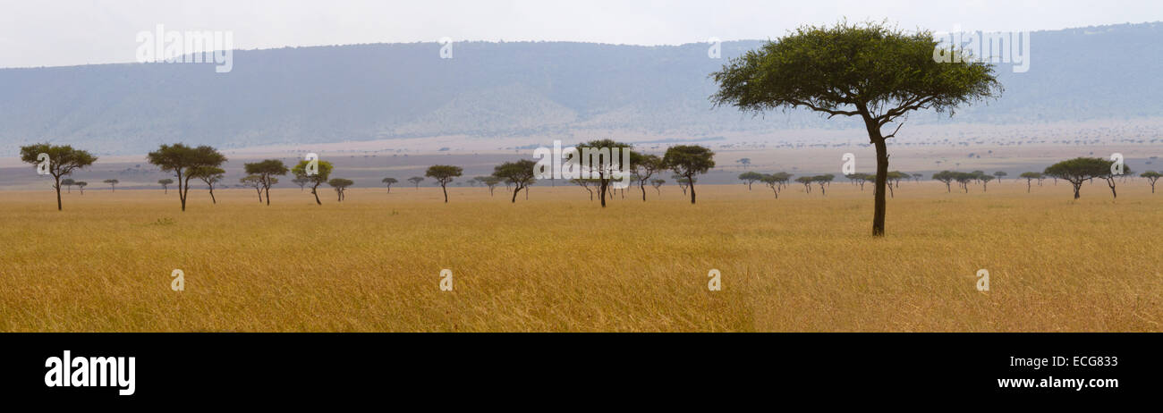 Masai Mara and Acacia trees Stock Photo
