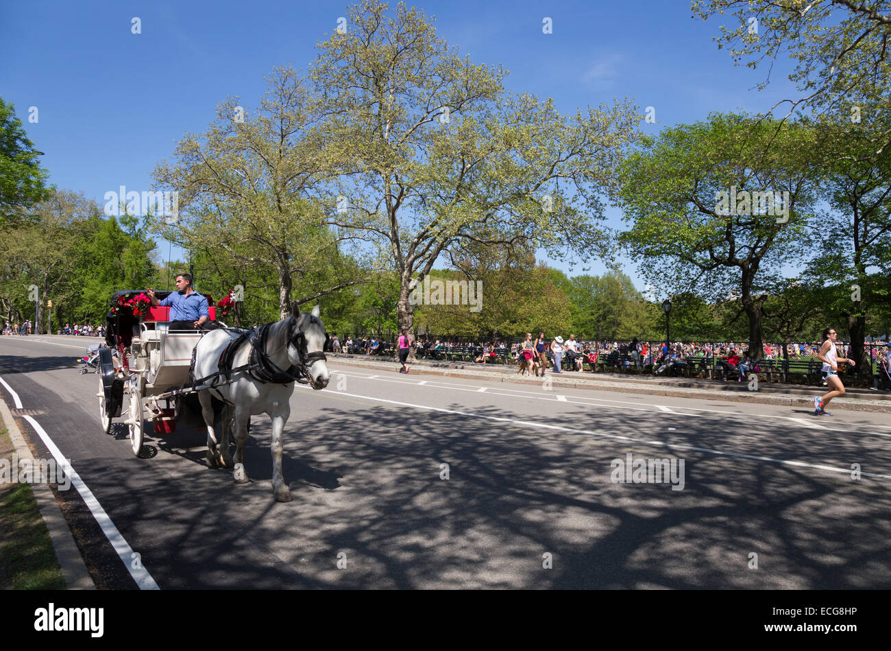 Horse-drawn carriage taking visitors through Central Park, New York Stock Photo