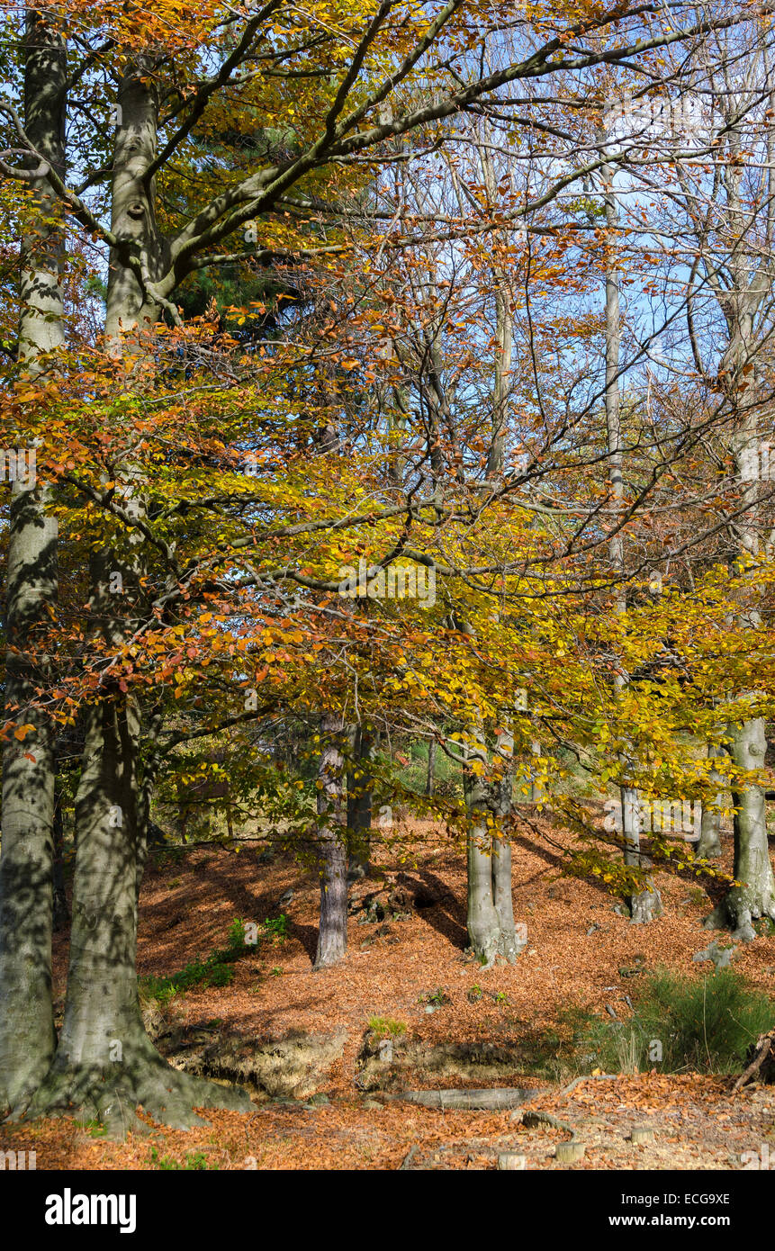 Colors and leaves hi-res stock photography and images - Alamy
