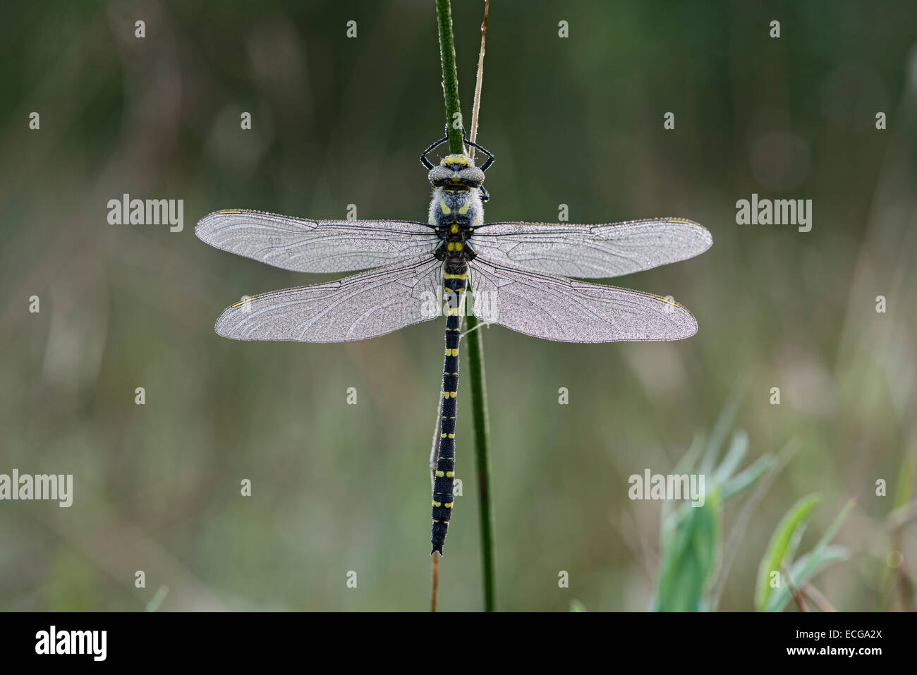 Roosting Golden-ringed dragonfly Stock Photo