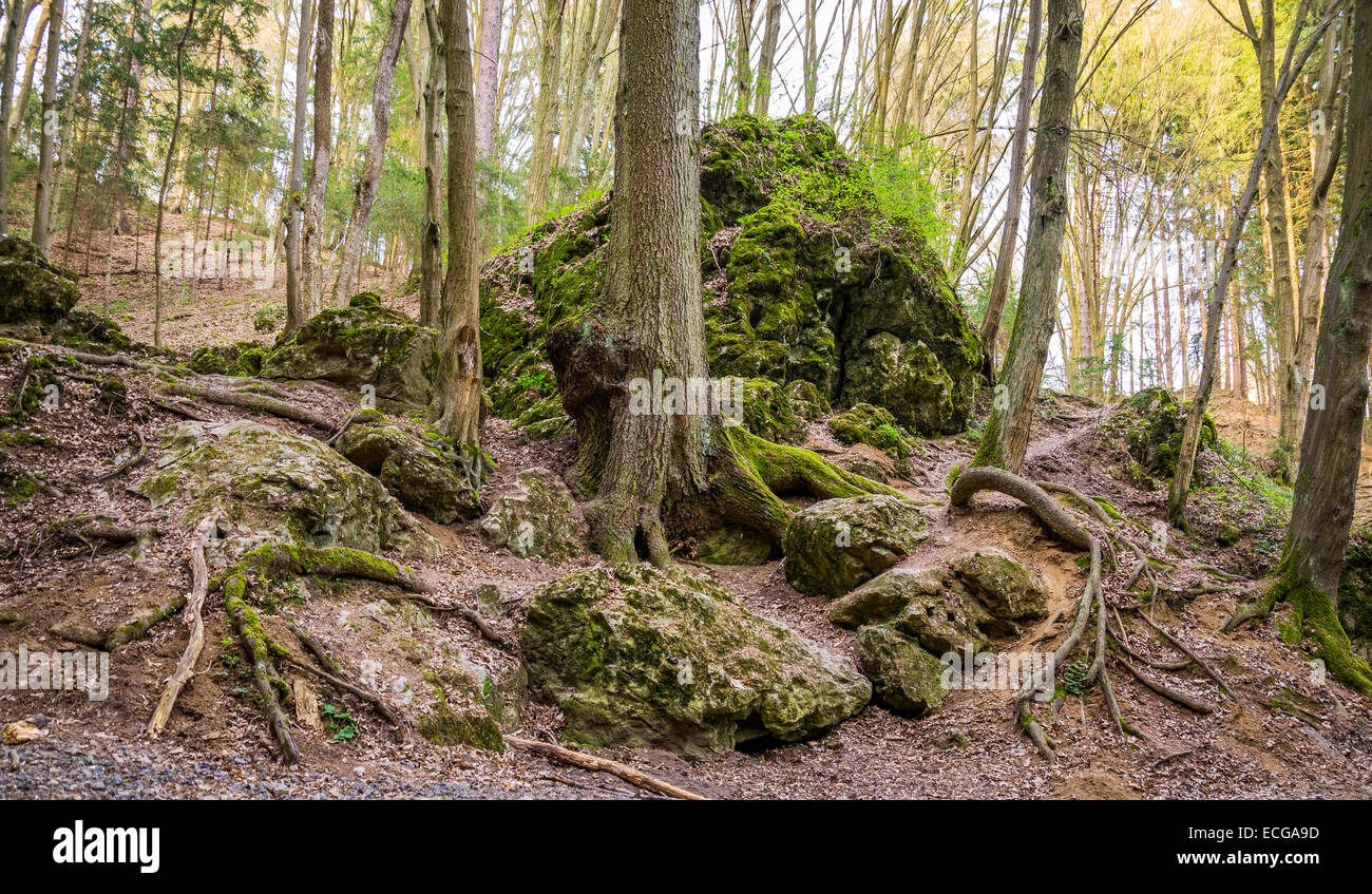 Tree root rock hi-res stock photography and images - Alamy
