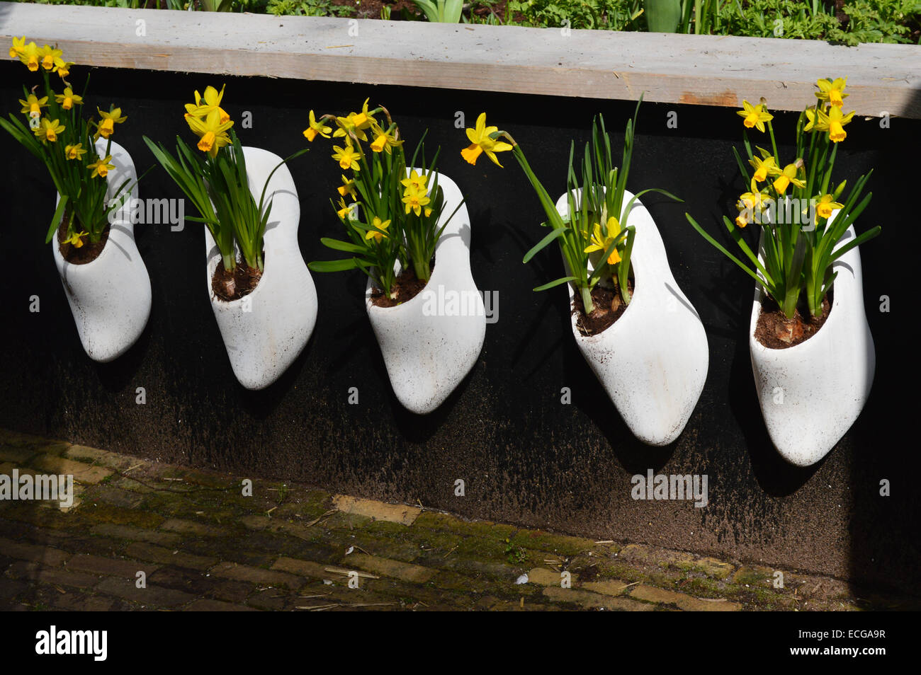 Five White Clogs planted with Miniature Daffodils on display at Keukenhof Garden, Holland Stock Photo
