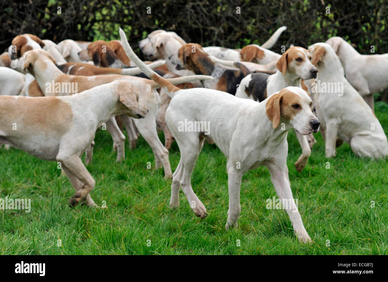 West Sussex Hunt High Resolution Stock Photography and Images Alamy
